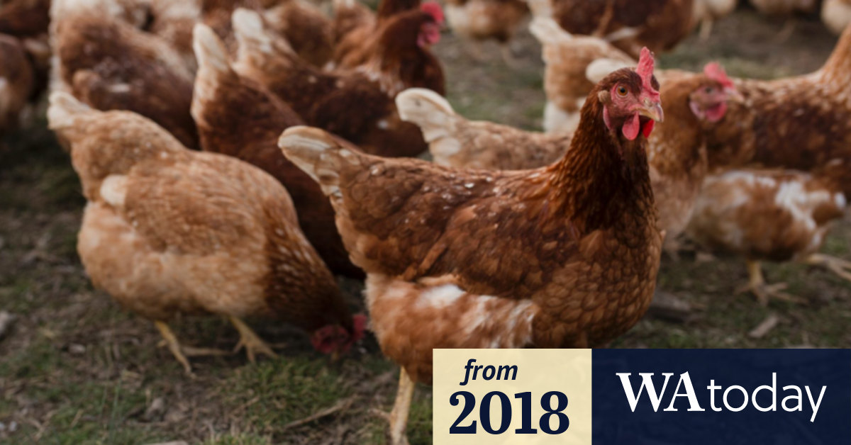 WA government hatches plan for stricter welfare standards for egg producers